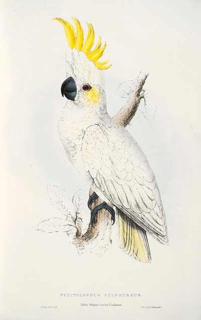 Gelbhaubenkakadu von Edward Lear